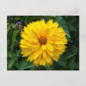 Yellow Chrysanthemum Postkarte (Vorderseite)