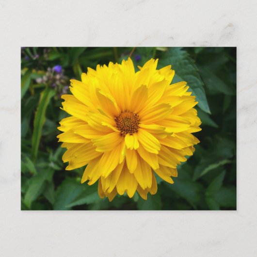 Yellow Chrysanthemum Postkarte (Vorderseite)