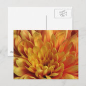 Yellow Chrysanthemum Postkarte (Vorne/Hinten)