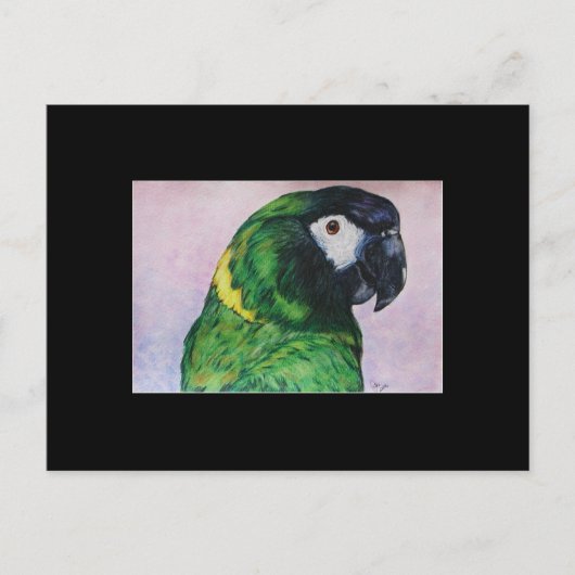 Yellow Collared Macaw ACEO Art Trading Card Postkarte (Vorderseite)