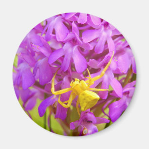 Yellow Crab Spider Magnet