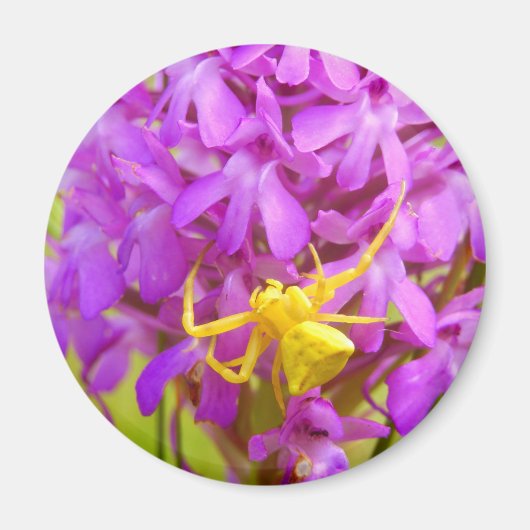 Yellow Crab Spider Magnet (Vorne)