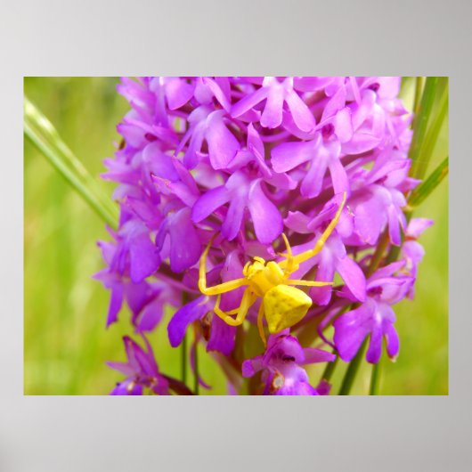 Yellow Crab Spider Poster (Vorne)
