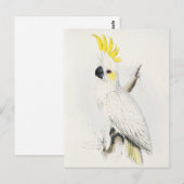 Yellow Crested Cockatoo Postcard Postkarte (Vorne/Hinten)