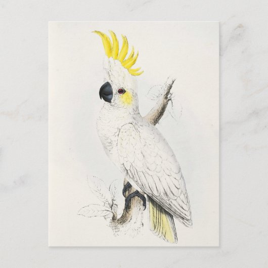 Yellow Crested Cockatoo Postcard Postkarte (Vorderseite)