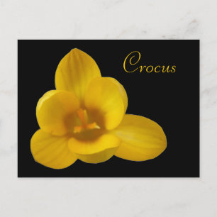 Yellow Crocus Anpassbare Postkarte