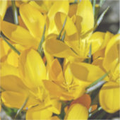Yellow Crocus Flowers Aufkleber (Vorderseite)