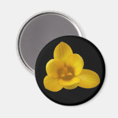 Yellow Crocus Magnet (Vorderseite/Rückseite)