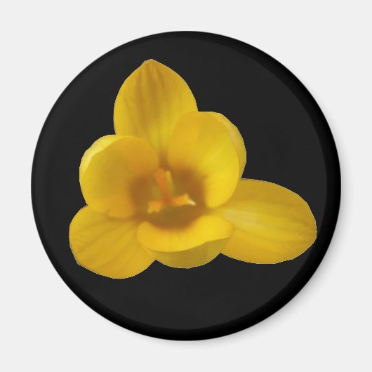 Yellow Crocus Magnet (Vorne)