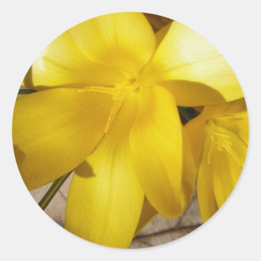 Yellow Crocuses Stickers (Vorderseite)