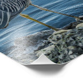 Yellow-Crowned Night Heron Fotodruck (Ecke)