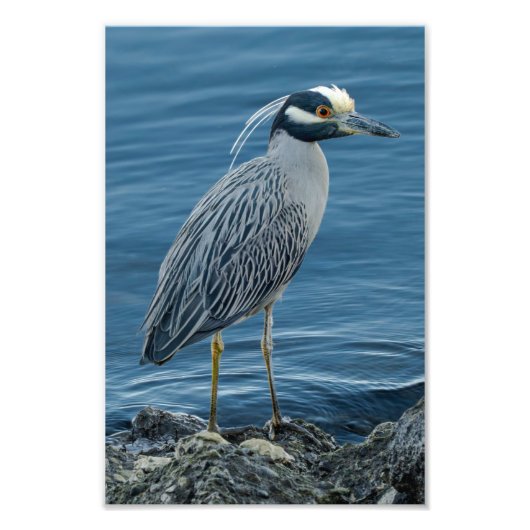 Yellow-Crowned Night Heron Fotodruck (Vorne)