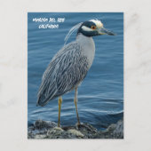 Yellow-Crowned Night Heron- Marina Del Rey, CA Postkarte (Vorderseite)