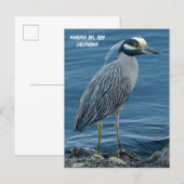 Yellow-Crowned Night Heron- Marina Del Rey, CA Postkarte (Vorne/Hinten)
