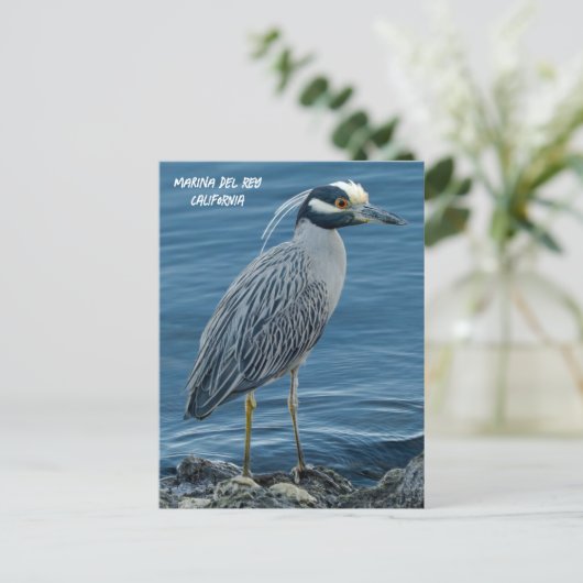 Yellow-Crowned Night Heron- Marina Del Rey, CA Postkarte (Stehend Vorderseite)