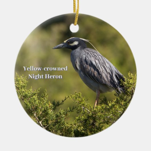 Yellow-Crowned Night Heron Ornament (Vorne)