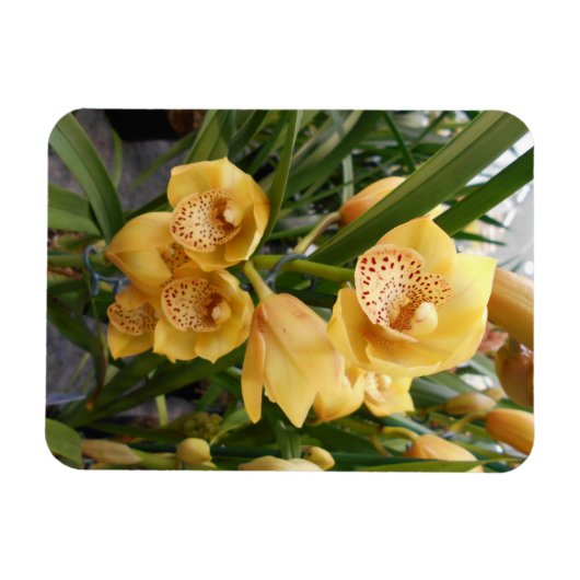 Yellow Cymbidium Orchius Magnet (Horizontal)