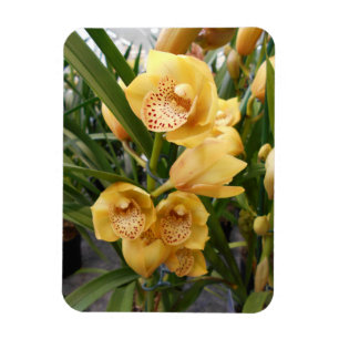 Yellow Cymbidium Orchius Magnet
