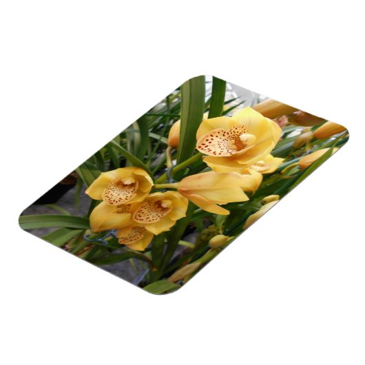 Yellow Cymbidium Orchius Magnet (Linke Seite)