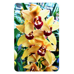Yellow Cymbidium Orchius Magnet