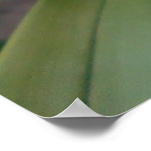 Yellow Cymbidium Orchius Poster (Ecke)