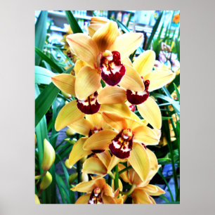 Yellow Cymbidium Orchius Poster
