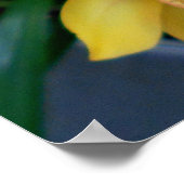 Yellow Cymbidium Orchius Poster (Ecke)
