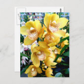 Yellow Cymbidium Orchius Postkarte (Vorne/Hinten)