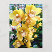Yellow Cymbidium Orchius Postkarte (Vorderseite)