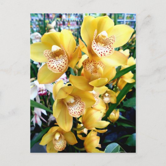 Yellow Cymbidium Orchius Postkarte (Vorderseite)