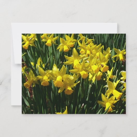 Yellow Daffodien I Cheery Spring Blumen (Vorderseite)