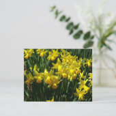 Yellow Daffodien I Cheery Spring Blumen (Stehend Vorderseite)