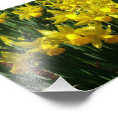 Yellow Daffodien I Cheery Spring Blumen Fotodruck (Ecke)