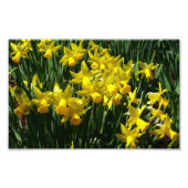 Yellow Daffodien I Cheery Spring Blumen Fotodruck (Vorne)