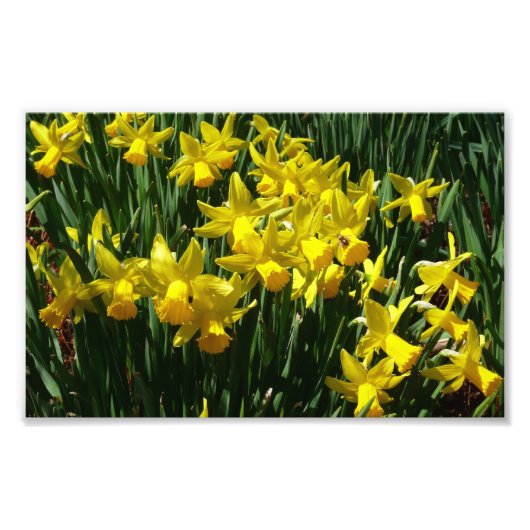 Yellow Daffodien I Cheery Spring Blumen Fotodruck (Vorne)