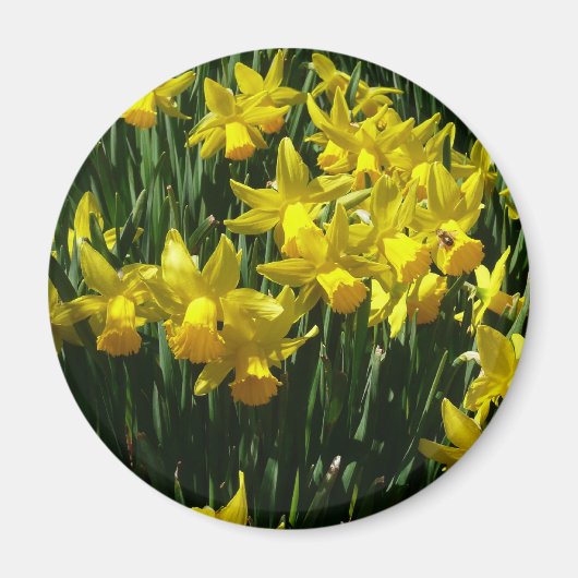 Yellow Daffodien I Cheery Spring Blumen Magnet (Vorne)