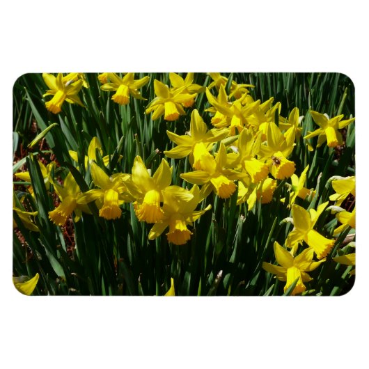 Yellow Daffodien I Cheery Spring Blumen Magnet (Horizontal)