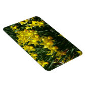 Yellow Daffodien I Cheery Spring Blumen Magnet (Rechte Seite)