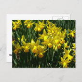 Yellow Daffodien I Cheery Spring Blumen Postkarte (Vorne/Hinten)