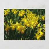 Yellow Daffodien I Cheery Spring Blumen Postkarte (Vorderseite)