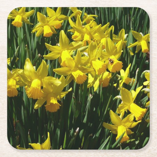 Yellow Daffodien I Cheery Spring Blumen Rechteckiger Pappuntersetzer (Vorderseite)