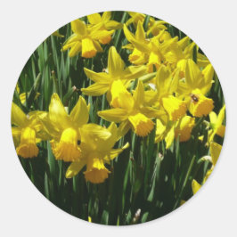 Yellow Daffodien I Cheery Spring Blumen Runder Aufkleber