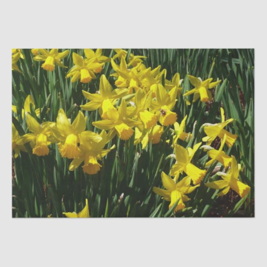 Yellow Daffodien I Cheery Spring Blumen Seidenpapier (Vorderseite)