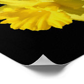 Yellow Daffodil Blume Bouquet Poster (Ecke)
