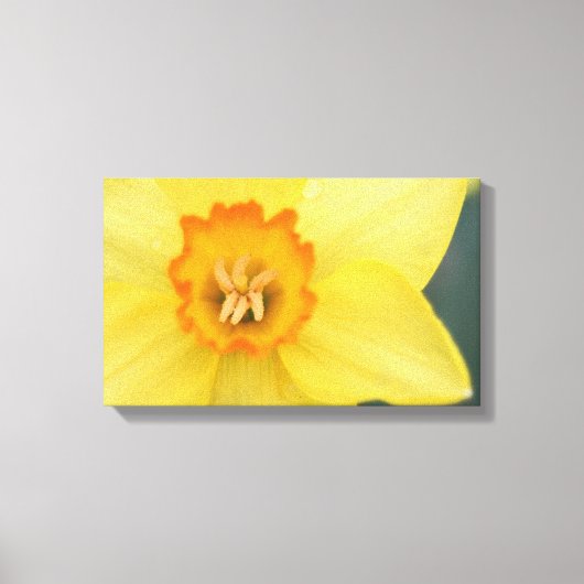 Yellow Daffodil Canvas Print Leinwanddruck (Vorderseite)