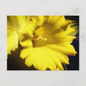 Yellow Daffodil Flower Photography Postkarte (Vorderseite)