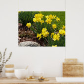 Yellow Daffodils Poster (Küche)