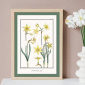 Yellow Daffodils Verneuil Illustration Poster