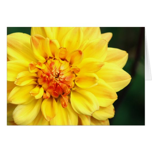 Yellow Dahlia (Vorderseite (Horizontal))