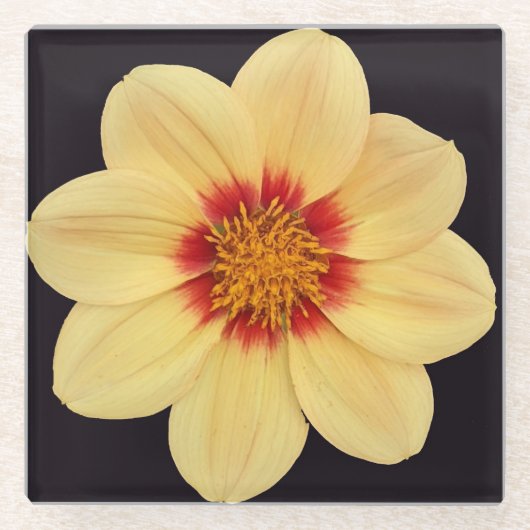 Yellow Dahlia auf Black Floral Glasuntersetzer (Vorderseite)